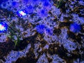 Aquarium with colourful jellyfish and plants. Underwater world.