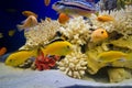 Aquarium with dead hard corals, white sand and lake Malawi cichlid fish, beautiful freshwater aqua design
