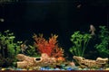 Aquarium with different gold fishes (freshwater goldfish family) and angel fish