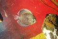 Aquarium, discus fish in fresh water Royalty Free Stock Photo