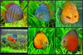 Aquarium - discus fish varieties collage Royalty Free Stock Photo