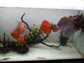 Aquarium discus fishes in fish tank in tropical climate