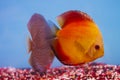 Aquarium - Discus freshwater aquarium fish