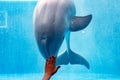 Aquarium dolphin underwater looking at you