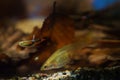 Aquarium dwarf fish Endler guppy, young male courtship a female, ready to give birth, fallen leaves in background Royalty Free Stock Photo