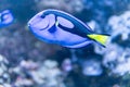 Aquarium egzotic blue fish Royalty Free Stock Photo