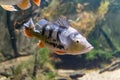 Aquarium egzotic fish Royalty Free Stock Photo