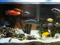 Aquarium with exotic fish of different species