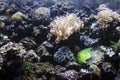 Aquarium Exotic and Tropical with anemone