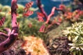 Aquarium filled with various species of brightly colored fish swimming amongst lush green algae Royalty Free Stock Photo