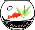Aquarium fish Royalty Free Stock Photo
