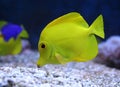 Aquarium fish Royalty Free Stock Photo