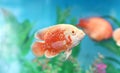 aquarium fish Amphilophus citrinellus Royalty Free Stock Photo