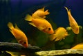 Aquarium fish, Amphilophus labiatum, red devil cichlid female Royalty Free Stock Photo