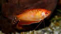 Aquarium fish. Anabantoidae family