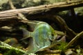 Aquarium fish Angel fish in the water