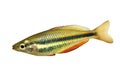 Aquarium fish banded rainbow fish Melanotaenia trifasciata