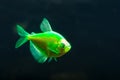 Aquarium fish. Black tetra. Gymnocorymbus ternetzi. Bright glowing colors. Animals. Dark background Royalty Free Stock Photo