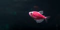 Aquarium fish. Black tetra. Gymnocorymbus ternetzi. Bright glowing colors. Animals. Dark background Royalty Free Stock Photo