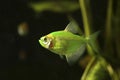 Aquarium fish. Black tetra. Gymnocorymbus ternetzi. Green fish on the black backround Royalty Free Stock Photo