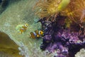 Aquarium fish Black and white fish clown (Amphiprion ocellaris