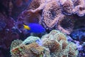Aquarium fish blue color Royalty Free Stock Photo