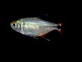 Aquarium fish from characidae family