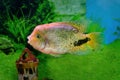 Aquarium fish Cichlasoma synspilumn Royalty Free Stock Photo