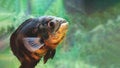 Aquarium fish. Cichlid astronotus, or Oscar. Freshwater fish. Astronotus Tigris. The bright Oscar fish is a South American Royalty Free Stock Photo