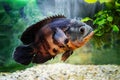 Aquarium fish. Cichlid astronotus, or Oscar. Freshwater fish. Astronotus Tigris. The bright Oscar fish is a South American Royalty Free Stock Photo