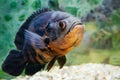 Aquarium fish. Cichlid astronotus, or Oscar. Freshwater fish. Astronotus Tigris. The bright Oscar fish is a South American Royalty Free Stock Photo