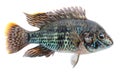 Aquarium fish cichlids, blue acara. Freshwater tropical isolated fish, akara blue Royalty Free Stock Photo