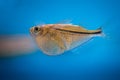 Aquarium fish common hatchetfish