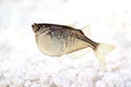 Aquarium fish Common Silver Hatchetfish Gasteropelecus sternicla