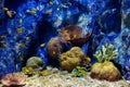 Aquarium fish with coral and aquatic animals