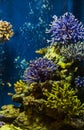 Aquarium fish with coral and aquatic animals