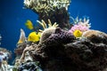 Aquarium with fish and corals Royalty Free Stock Photo