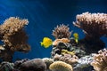 Aquarium with fish and corals Royalty Free Stock Photo