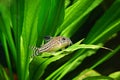 Aquarium fish. Corydoras julii Royalty Free Stock Photo