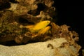 Aquarium fish on a dark background. Electric Yellow Afican Cichlid fish - Labidochromis caeruleus Royalty Free Stock Photo