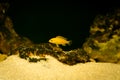 Aquarium fish on a dark background. Electric Yellow Afican Cichlid fish - Labidochromis caeruleus Royalty Free Stock Photo