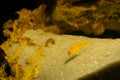 Aquarium fish on a dark background. Electric Yellow Afican Cichlid fish - Labidochromis caeruleus Royalty Free Stock Photo