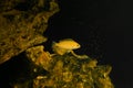 Aquarium fish on a dark background. Electric Yellow Afican Cichlid fish - Labidochromis caeruleus Royalty Free Stock Photo