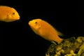 Aquarium fish on a dark background. Electric Yellow Afican Cichlid fish - Labidochromis caeruleus Royalty Free Stock Photo