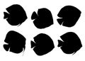 Fish aquarium discus in different poses in the set. Royalty Free Stock Photo