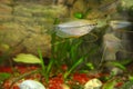 Aquarium fish floats in an aquarium Royalty Free Stock Photo