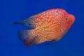 Aquarium fish, flower horn fish on blue screen