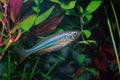 Aquarium fish. The giant danio Devario aequipinnatus is a tropical fish belonging to the minnow family Cyprinidae.