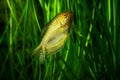 Aquarium Fish Golden gourami Royalty Free Stock Photo