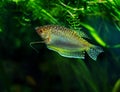 Aquarium Fish Golden gourami Royalty Free Stock Photo